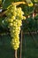 Close Up of Italian Grapes Before the Harvest in July at Sunset