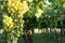 Close Up of Italian Grapes Before the Harvest in July at Sunset