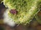 Close-up of italian striped bug on the wild carrot flower Daucus carota