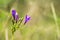 Close up of Ithuriel\'s spear (Triteleia laxa) blooming on the hills of south San Francisco bay area, Santa Clara county,