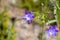 Close up of Ithuriel\'s spear (Triteleia laxa) blooming on the hills of south San Francisco bay area, Santa Clara county,