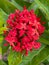 close-up of ixora coccinea flower with green background