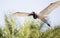 Close up of Jabiru in flight