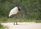 Close up of Jabiru standing on a river bank