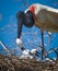 Close up of Jabiru stock feeding chicks