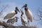 Close-up Jabiru Stork Family Talking