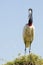 Close-up of Jabiru Stork Standing on Grassy Mound