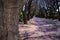 Close-up of jacaranda tree trunk and street with flowers