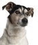 Close-up of Jack Russell Terrier, 12 years old