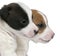 Close-up of Jack Russell Terrier puppies