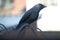 A close up of a Jackdaw