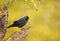 Close up of a Jackdaw perching on a dry tree