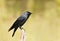 Close-up of a Jackdaw perching on a wooden post