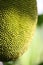 Close up of jackfruit shell