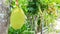 Close-up jackfruit on tree