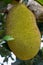 Close-up of jackfruits Artocarpus heterophyllus