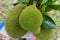 Close up of a jackfruits in the garden.