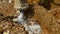 CLOSE UP: Jackhammer creates a cloud of dust as it strikes against solid rock.