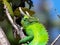 Close up of a jackson`s chameleon in a tree on the island of hawaii