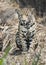 Close up of a Jaguar sitting on a fallen tree