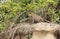 Close up of a Jaguar sitting on a river bank