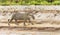 Close up of a Jaguar walking on a riverbank