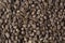 CLOSE UP OF JAMAICA BLUE MOUNTAIN COFFEE BEANS DARK BACKGROUND AND TEXTURE TOP VIEW