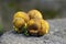 Close up of Jamur So, Melinjo, Common Earthball, Scleroderma aurantium, mushrooms growing around the Gnetum gnemon plant