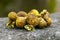 Close up of Jamur So, Melinjo, Common Earthball, Scleroderma aurantium, mushrooms growing around the Gnetum gnemon plant