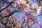 Close-up Japan cherry blossom pink flower sakura branch nature background