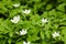 Close up on a Japanese anemone flowers also called thimbleweed or windflower