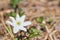 Close up on a Japanese anemone flowers also called thimbleweed or windflower.growing in the forest