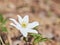 Close up on a Japanese anemone flowers also called thimbleweed or windflower.growing in the forest