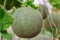 Close up of japanese cantaloupe melon farm in thailand