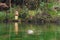 Close up of a Japanese duck or drake with wings sail on a pond in Nagano, Japan. Wildlife animal