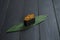 Close up of Japanese Gunkan Sake Maki Sushi roll with marinated salmon and greens on bamboo leaf on black wooden board.