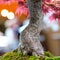 Close up japanese maple tree Acer palmatum as bonsai