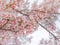 Close-up on Japanese pink Sakura cherry blossoms flowers