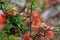 Close-up of japanese quince flowers. Large flowers and buds of orange japanese quince on natural background, with copy