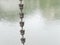 Close-up of Japanese rain chain.