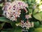 Close-up from a Japanese Skimmia plant