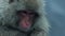 Close up of Japanese snow macaques sitting beside thermal pool