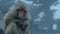 Close up of Japanese snow macaques sitting beside thermal pool