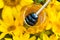 Close-up of jar full with honey and honey-spoon in the middle of sunflowers