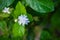 Close up  jasmine flowers in a garden