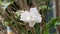 close up of jasmine flowers in a garden, white flower, melati