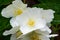 Close-up of Jasmine flowers in June. Jasmine flowers. White flowers. Photo of nature