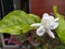 close up of jasmine flowers white morning wonderful beautiful, Jasminum