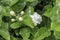 Close up of a Jasmine plant in HengXian, the Chinese capital of Jasmine