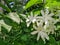 close up of Jasminum multipartitum flower